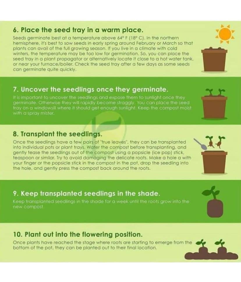 Cherry Tomato High Germination Seeds - Pack Of 50 Hybrid Seeds + Guava seed free ( 10 seed ) view 2
