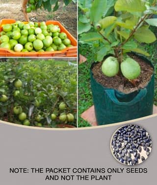Golden Hills Farm Dwarf Sweet White Guava/Psidium guajava Fast Growing 100 seeds with cocopeat