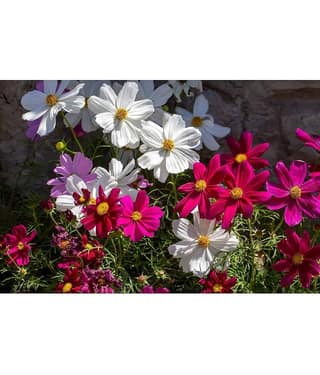 homeagro - Cosmos Mixed Flower ( 20 Seeds )