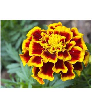 AGREY AFRICAN MARIGOLD FLOWER SEEDS 30 SEEDS
