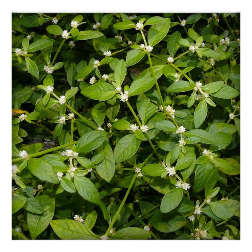 Sessile Joyweed Powder (Alternanthera sessilis) (50g) view 5