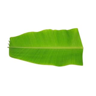 Agrify Fresh Banana Leaf 1 Pc