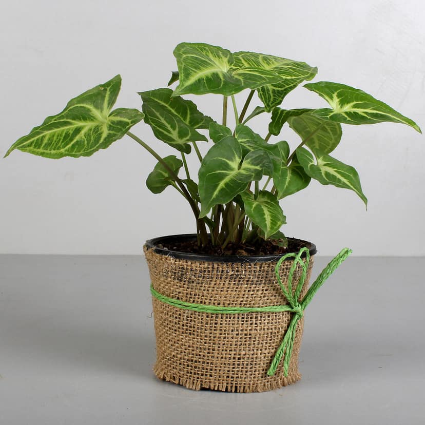 Syngonium Plant Elegance view 2