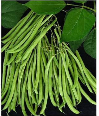 Lobia Hybrid Green Long Beans ( 25 Seeds ) - Lobia ka beej