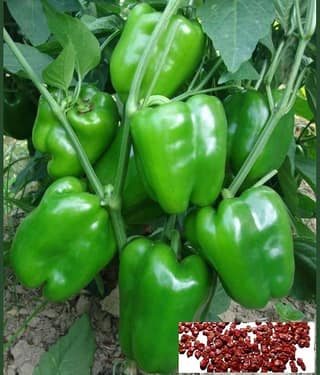 homeagro - Green Capsicum Vegetable ( 50 Seeds )
