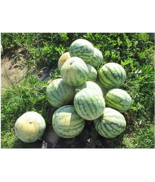 Flare Seeds Watermelon Hybrid Best Quality Seeds - 10 Pc
