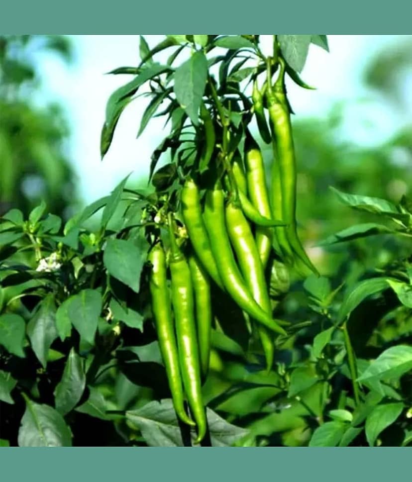 Chilli Jwala - Desi Vegetable 50 Seeds