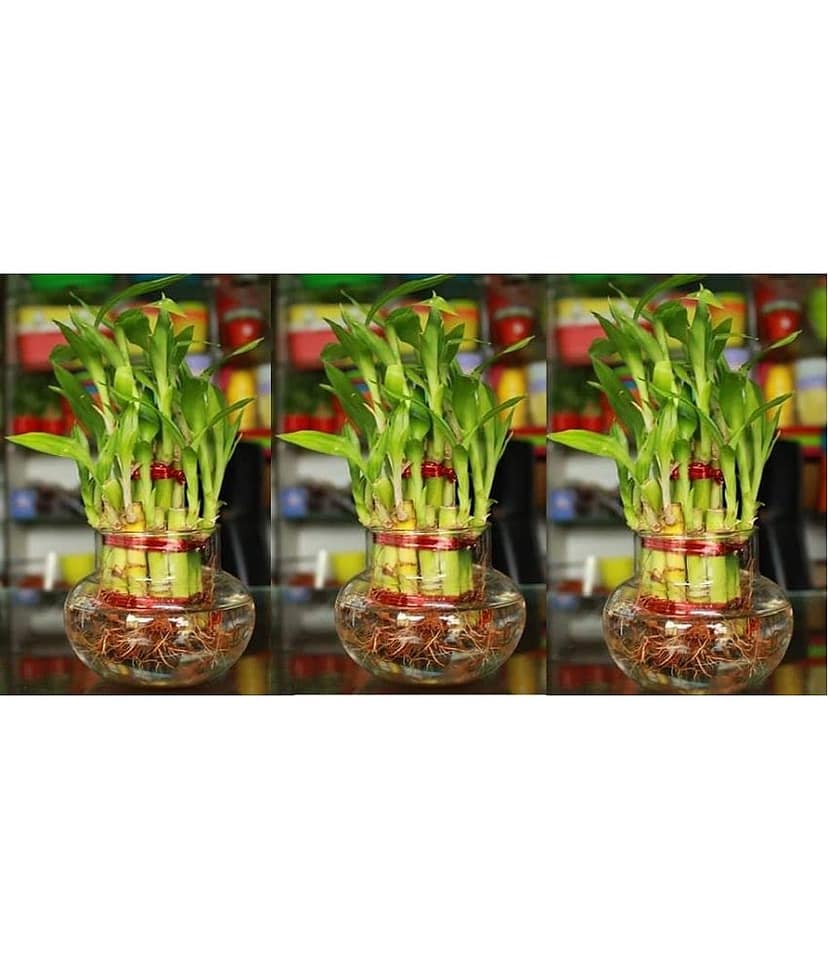 Green plant indoor - Green Wild Artificial Flowers With Pot ( Pack of 3 )