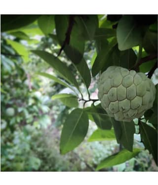 FLARE SEEDS 5 Seeds Of Custard Apple Fruit Seed