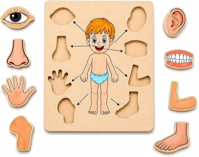 Body Part Puzzle Kids Wooden Toys for Kids 3 + Jigsaw Puzzles for Adults Baby Learning Toys Educational Toys Game for Learning Human Body Parts Anatomy Skeleton - Gift Toys for Boy and Girl view 3