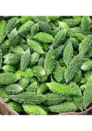 Bitter Gourd - 1 kg