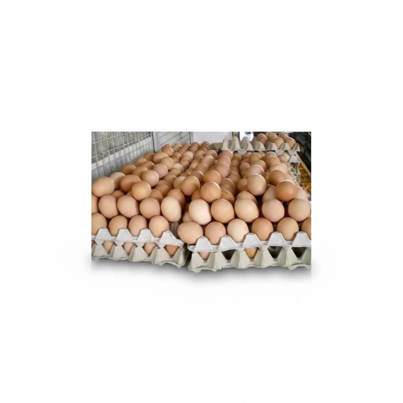 Fresh Farm Eggs - 100 gm - 500 Eggs view 4