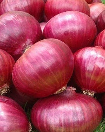 Fresh Onion view 2