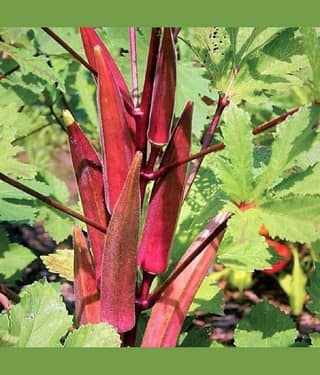 Jignisha Seeds Red Lady Finger Vegetable ( 15 Seeds )