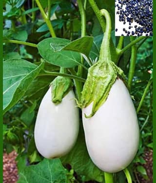 homeagro - REAL NATURE BRINJAL (BENGAN) SEEDS - 50