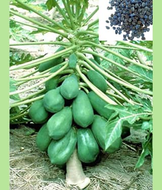 homeagro - Papaya Fruit Seeds (Pack of 50)