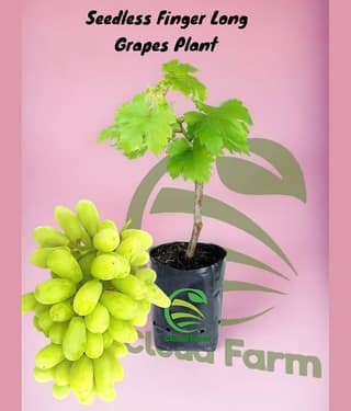 Cloud Farm Outdoor Fruit Plant ( Pack of 1 )