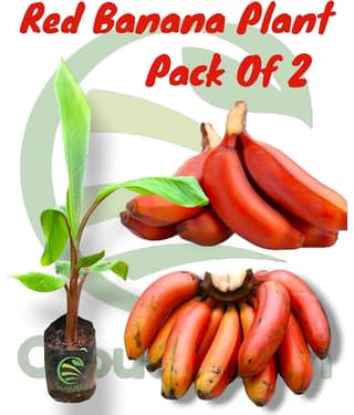 Cloud Farm Outdoor Fruit Plant ( Pack of 2 )
