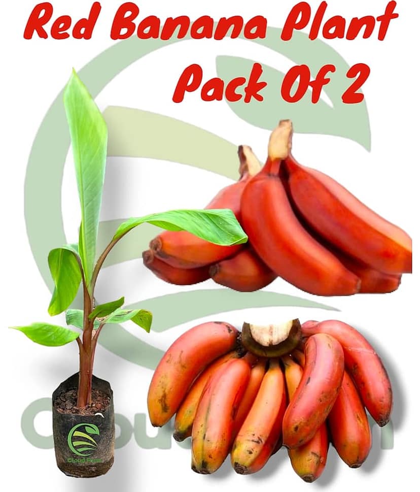 Cloud Farm Outdoor Fruit Plant ( Pack of 2 )