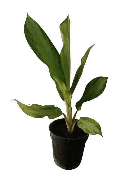 Aglaonema Plant with Black Round Pot Plant For indoor & outdoor