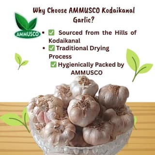 AMMUSCO Premium Kodaikanal Hill Garlic – Natural Whole Garlic Bulbs High Aroma Farm Fresh Quality