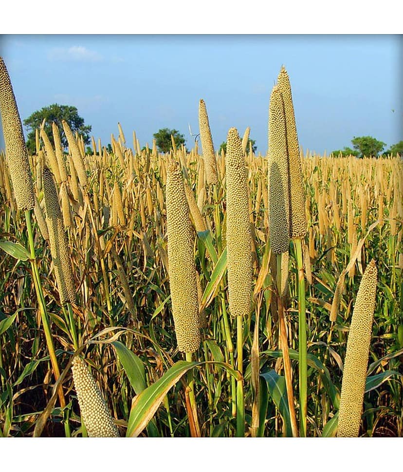 Ekgaon Bajra (Pearl Millet) 950 gm view 3