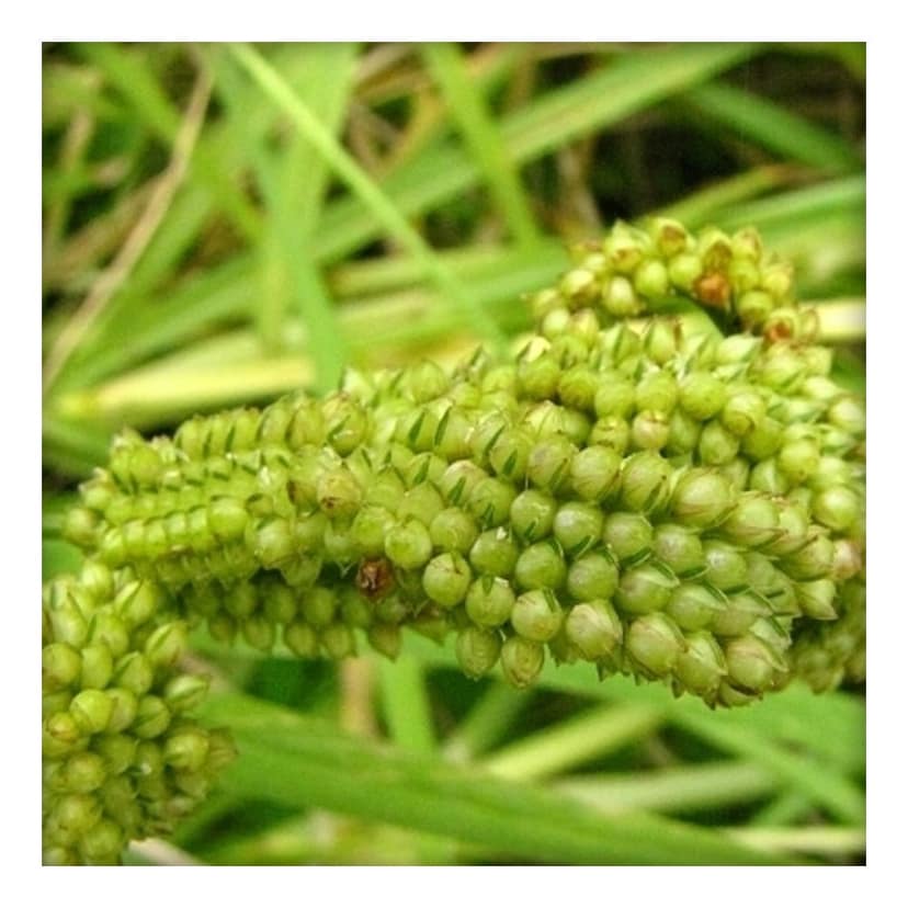 Finger Millet Sevai 200gm view 4