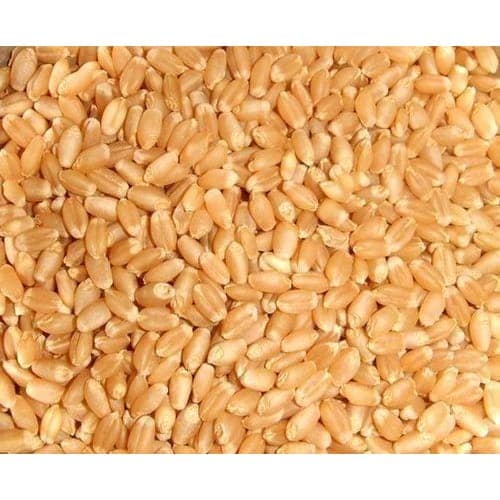 Organic Wheat Seed view 3