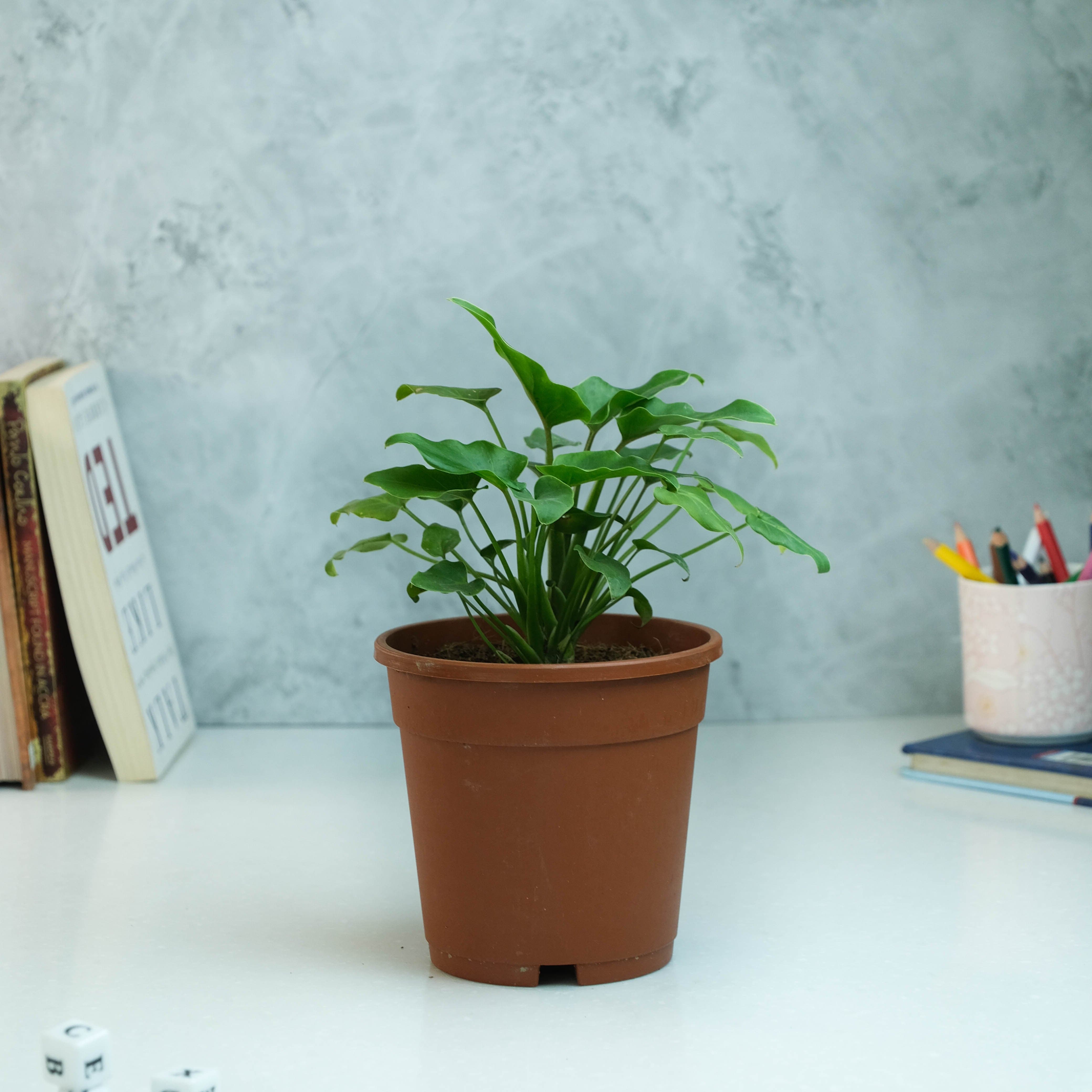 Rooted Philodendron Plant - Xanadu