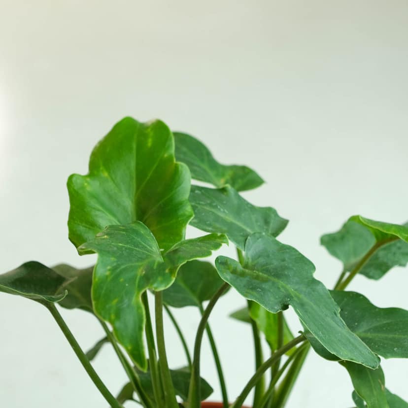 Rooted Philodendron Plant - Xanadu view 2