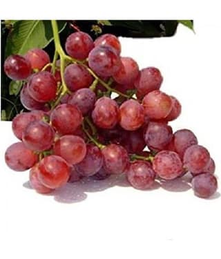 Azalea gardens 10 GIANT RED GLOBE GRAPE Vitis Fruit Vine Seeds