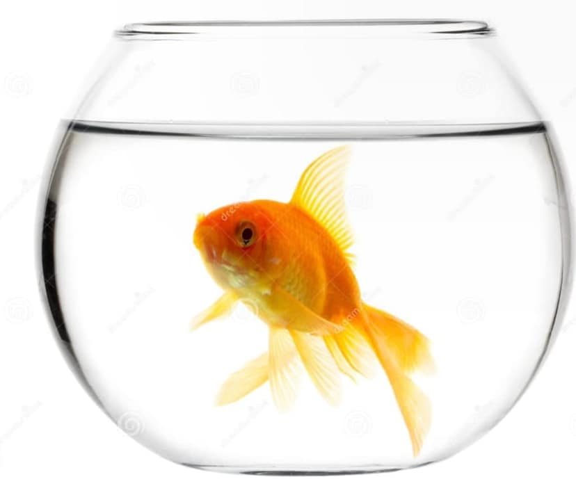 Goldfish (Coloured Aquarium Freshwater Fish) view 2