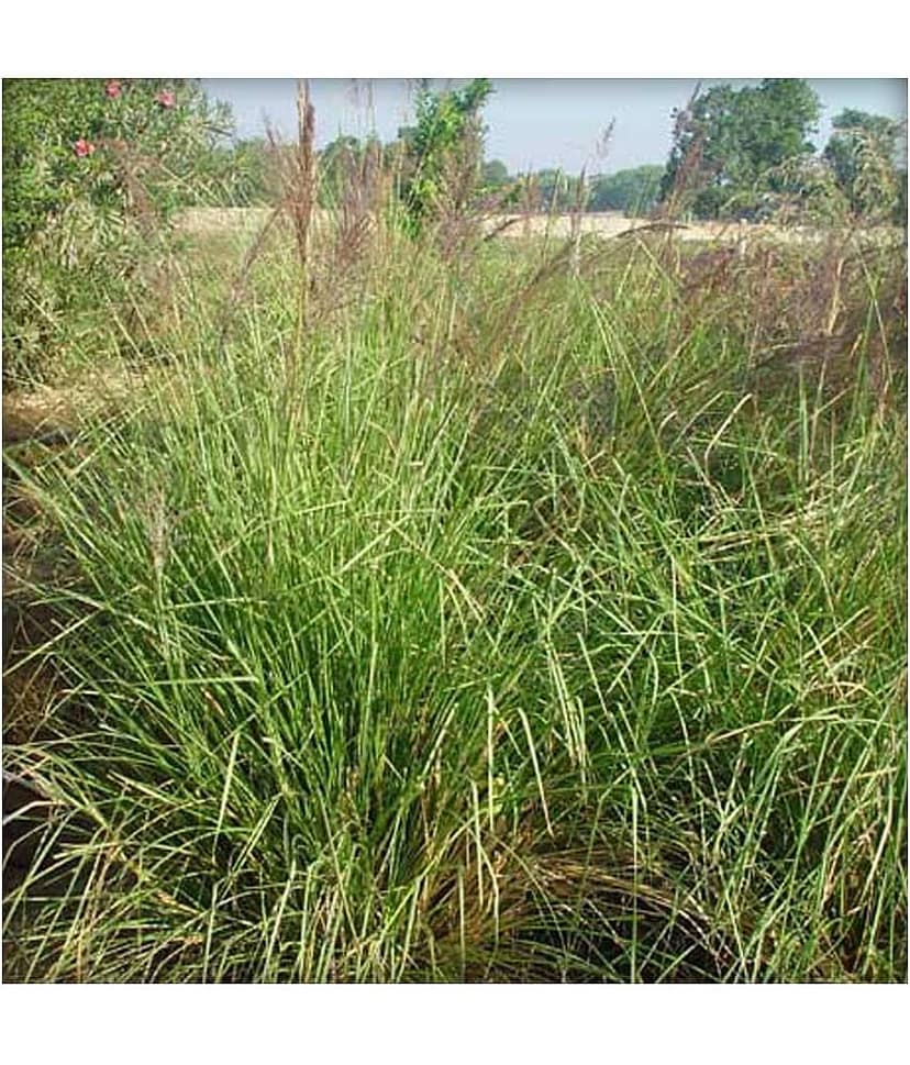 Ekgaon Khus Khus Powder (Vetiveria zizanoides) 200 gm view 2