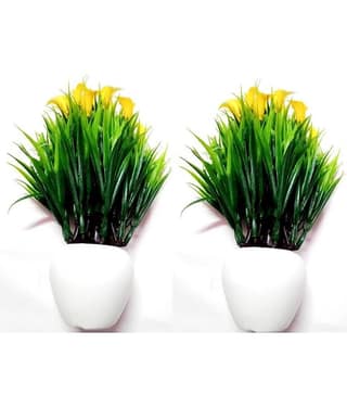 Green plant indoor Wild Flower Yellow Flowers With Pot - Pack of 2