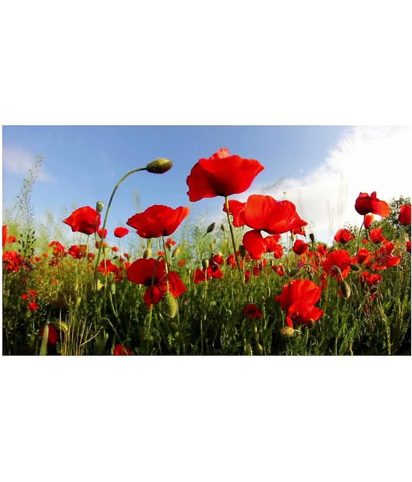 Flanders Poppy Hybrid Seeds Gardening Seeds Garden [Home Garden Seeds Eco Pack] Plant Seeds view 2