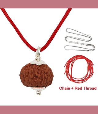 Astrodidi 7 Mukhi Rudraksha / Seven Face Small Indonesian Java Rudraksha with Lab Report
