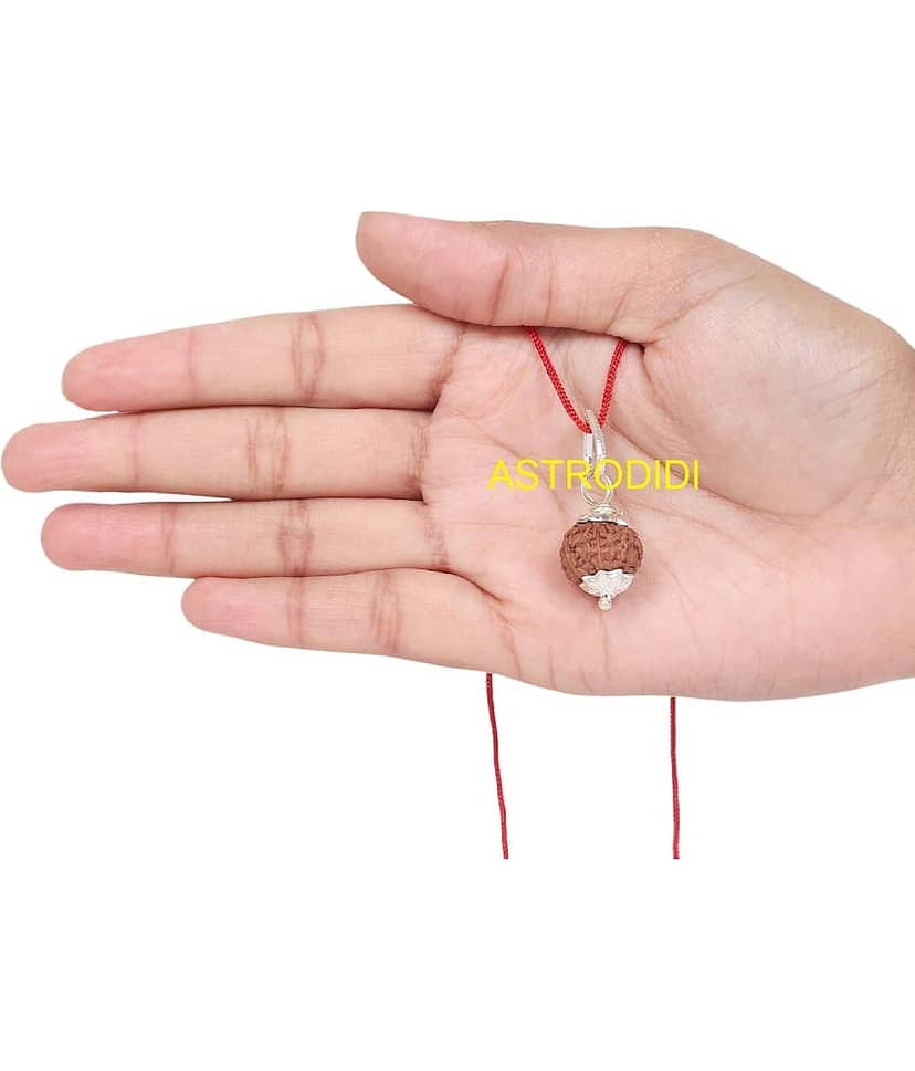Astrodidi 7 Mukhi Rudraksha / Seven Face Small Indonesian Java Rudraksha with Lab Report view 2