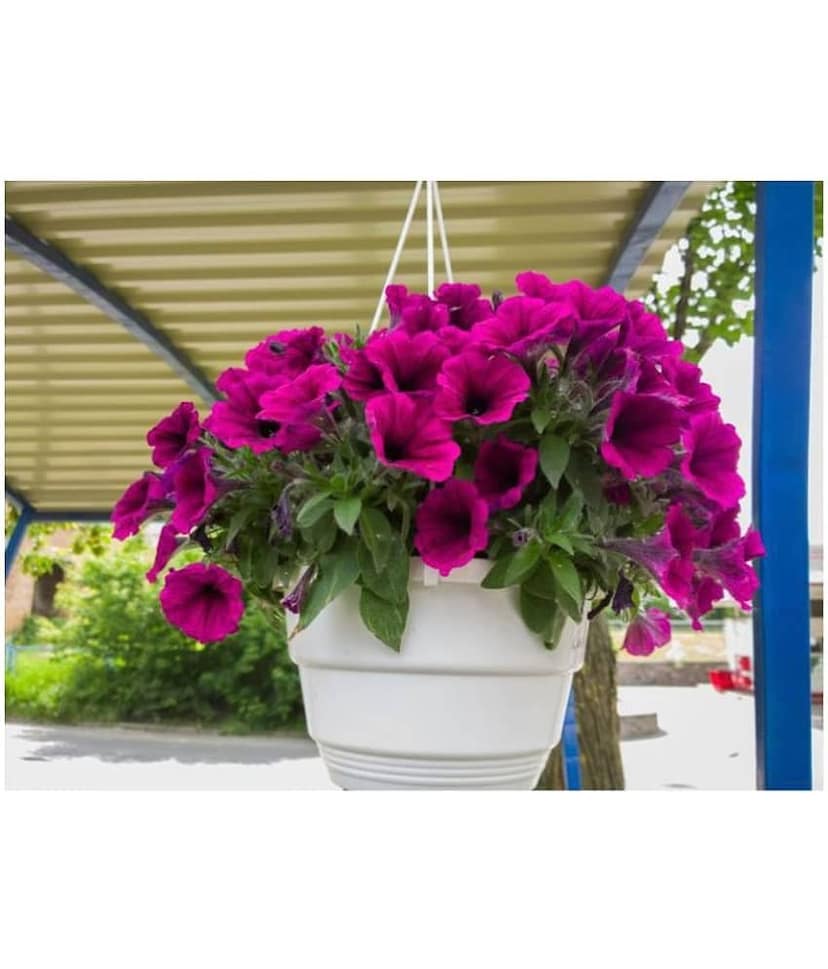 Petunia Flower Best Quality Premium Hyrbrid seeds (Pack of 40) view 2