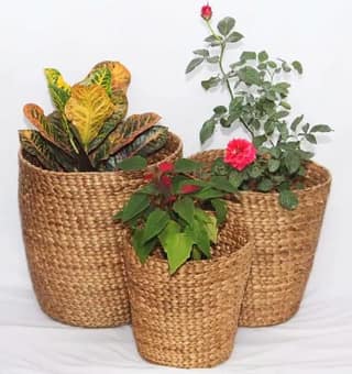 ASOMI PLANT BOWL