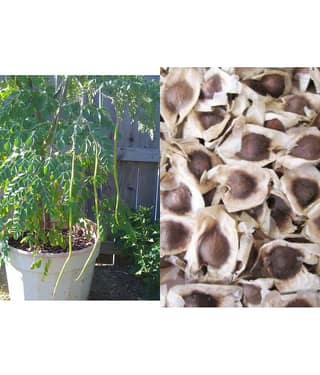ROYAL PARADISE GARDEN PKM2 Rare Moringa oleifera Long Drumstick High Yielding 20 Seeds