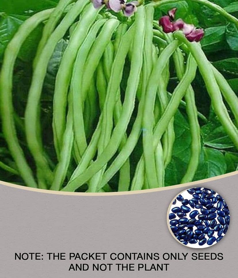 lobiya ke beej Organic Cowpea Seeds pack of 50
