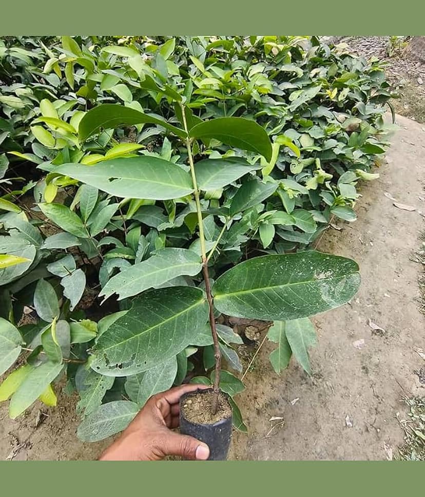 Cloud Farm Outdoor Fruit Plant ( Pack of 1 ) view 2