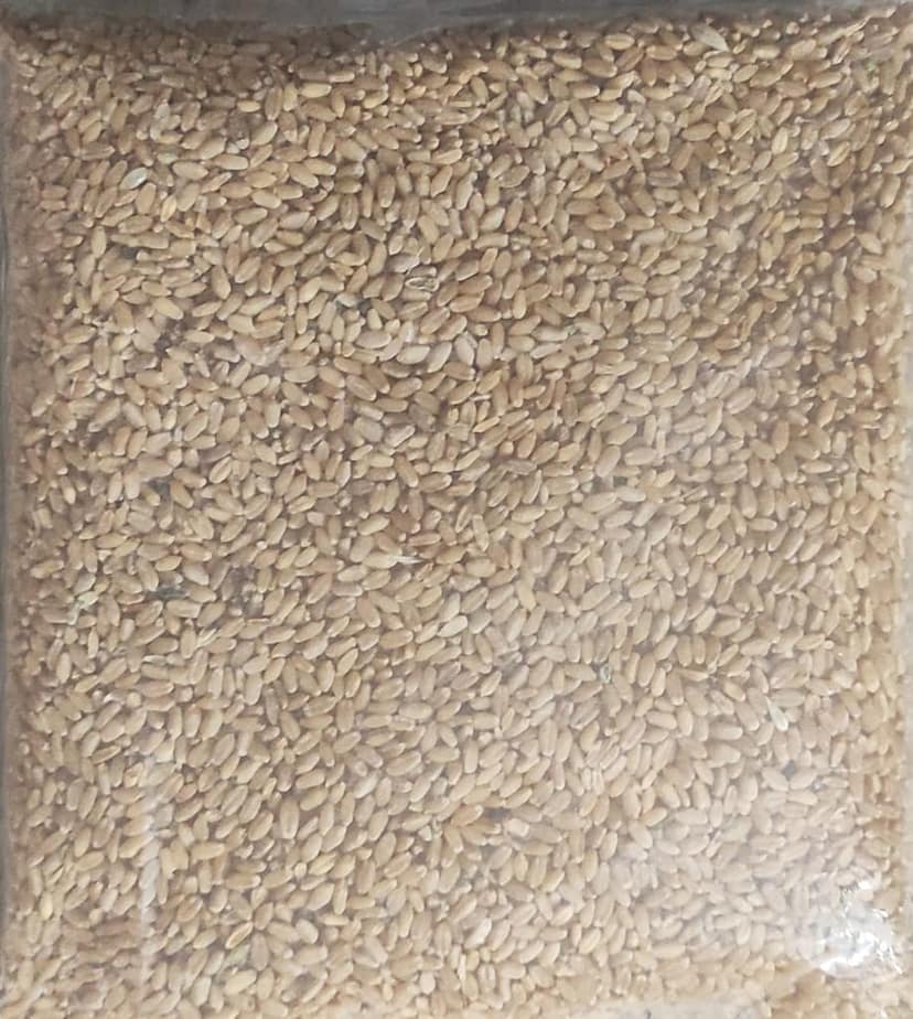 Wheat view 3