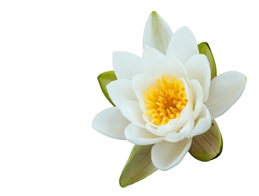 White Lotus Flower, 1 Piece