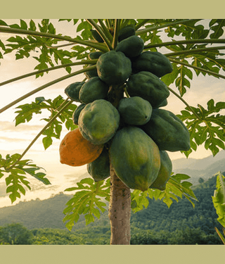 Taiwan Red Lady 786 F1 Hybrid Papaya (Papita Ke Beej) Fruit Seeds Pack Of 25 for Planting in Home Kitchen Terrace Balcony Gardening