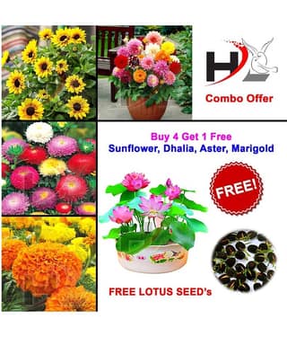 HL-COMBO-Sunflower, Dhalia, Aster, Marigold and FREE Lotus Seed's