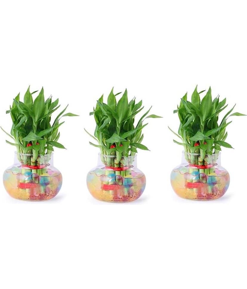 Green plant indoor - Green Wild Artificial Flowers With Pot ( Pack of 3 )