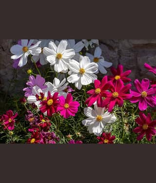 homeagro - Cosmos Mixed Flower ( 20 Seeds )