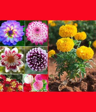 homeagro - Dahlia Mixed Flower ( 25 Seeds )