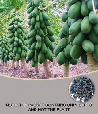 Papaya F1 Hybrid Imported Fruit Seeds 40 seeds + Instruction Manual